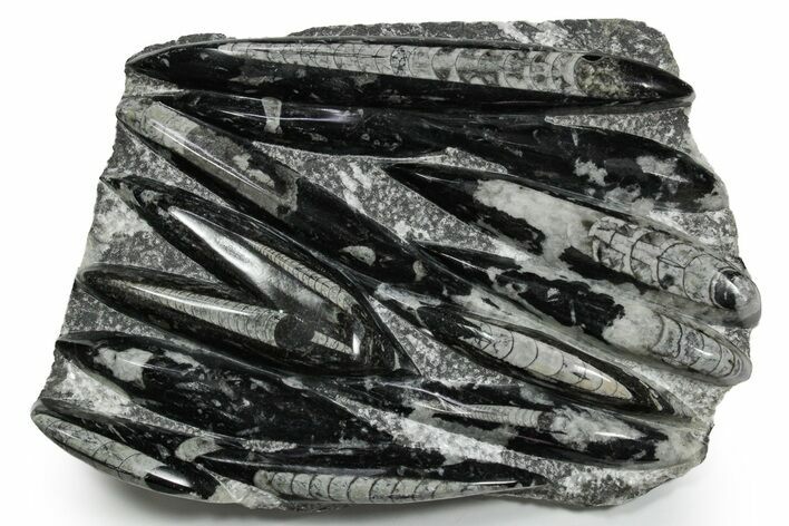 Polished Fossil Orthoceras (Cephalopod) Plate - Morocco #348395